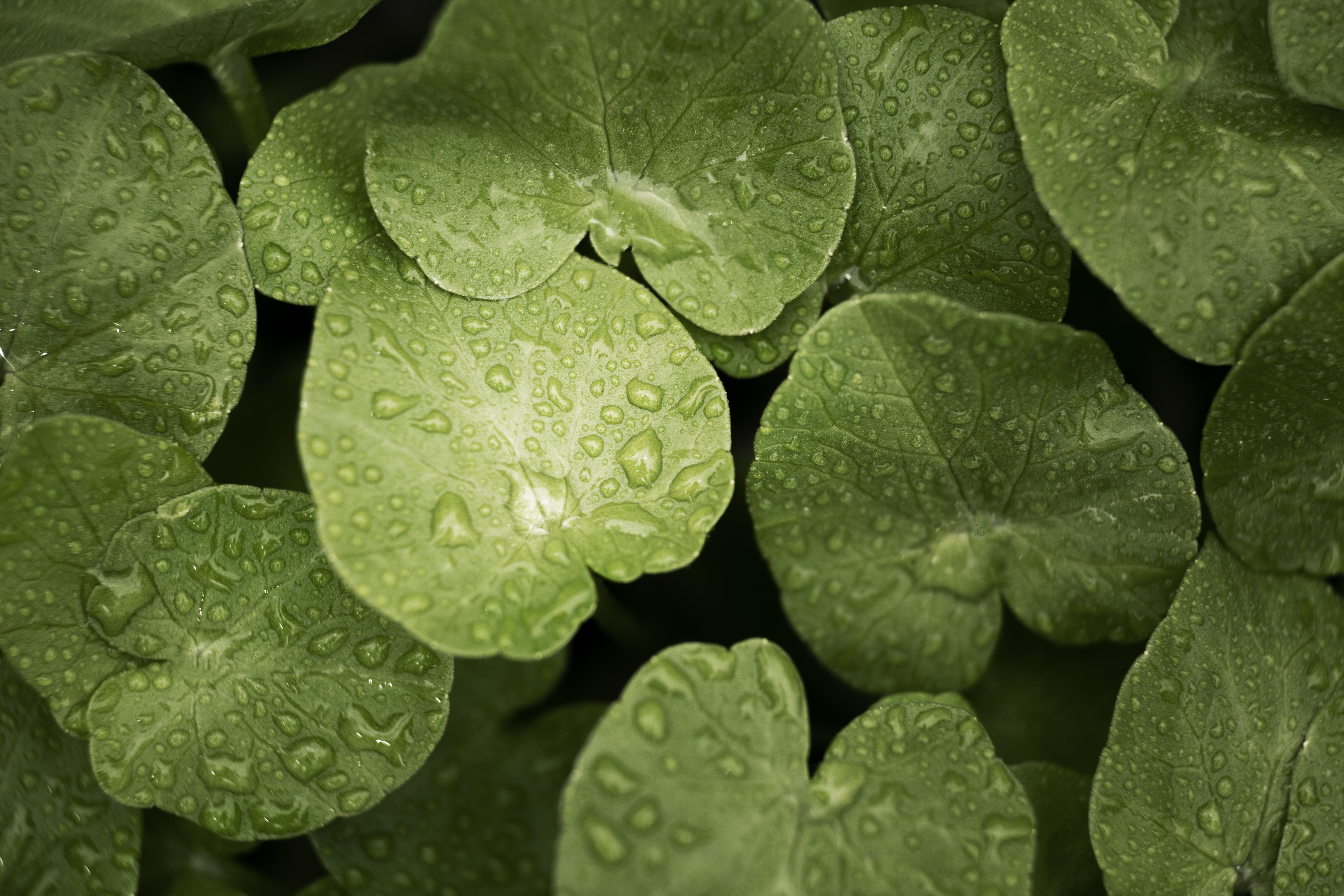 Centella Asiatica Explained: Best Cica Products for Australian Skin