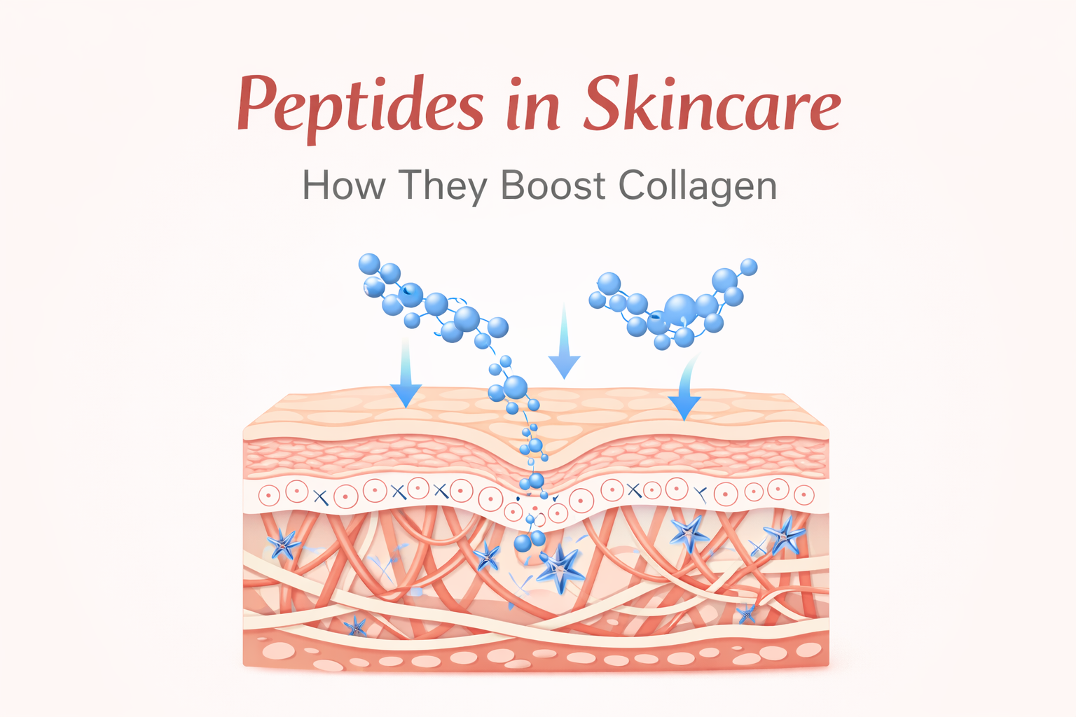 Peptides in Skincare: What They Are and How They Boost Collagen